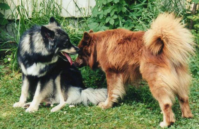 Nilla ja Reksu, kuva Roni Halmetoja