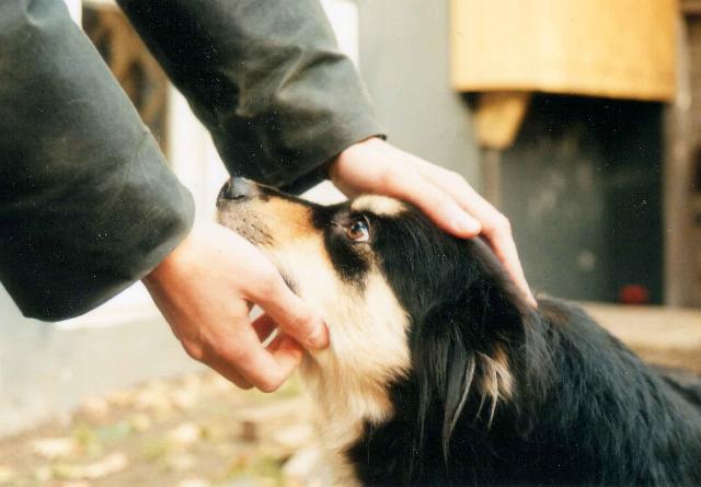 Puura, kuva Merja Riij�rvi