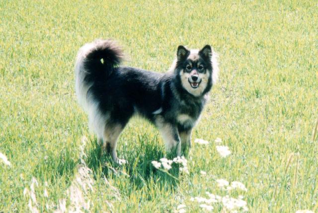 Tinta, kuva Leena Skytt�