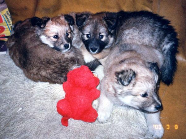 Reppulin Melian, nelj� kuudesta